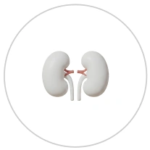 Kidney