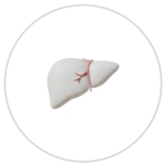 Liver