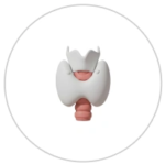 Thyorid